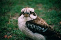 Kookaburra