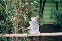 Koala