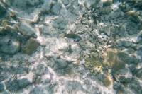 Schnorcheln am Great Barrier Reef