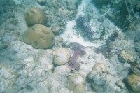 Schnorcheln am Great Barrier Reef