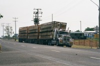 Roadtrain mit Rinder